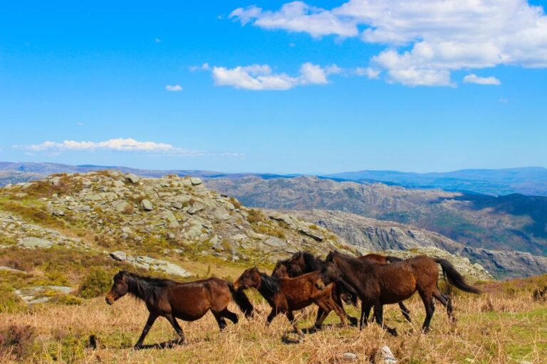 Wild Garrano horses running in the Gerês mountains