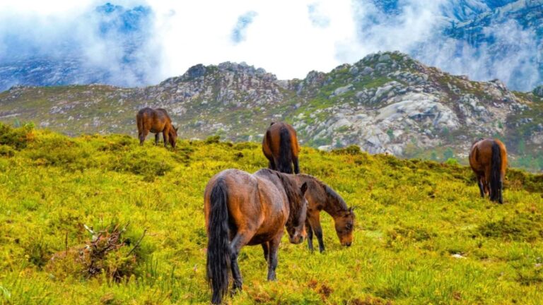Garrano horses grazing below the Peneda mountains
