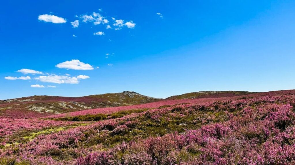 Purple heather on a mountain plateau in Peneda-Gerês