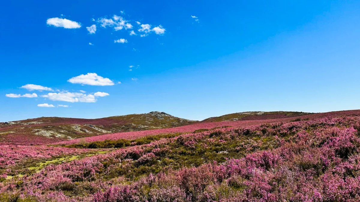 Purple heather on a mountain plateau in Peneda-Gerês