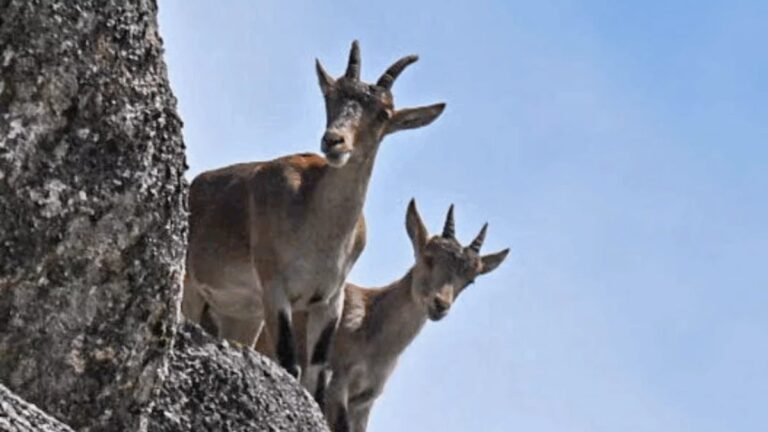 Iberian ibex on the granite rocks of Peneda