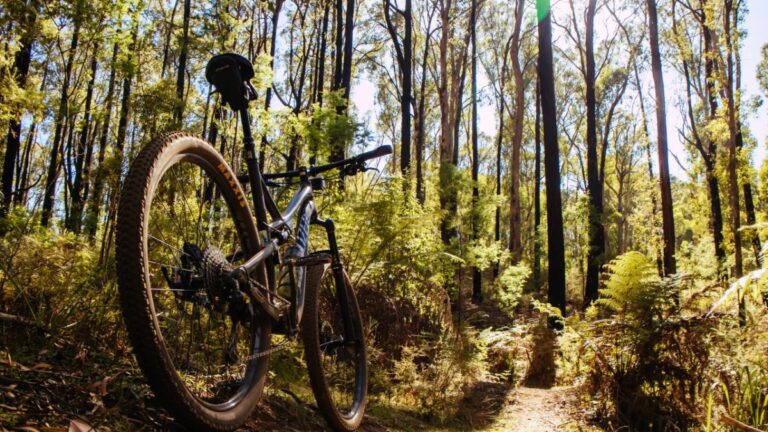 Mountain bike in a pine forest of Peneda-Gerês