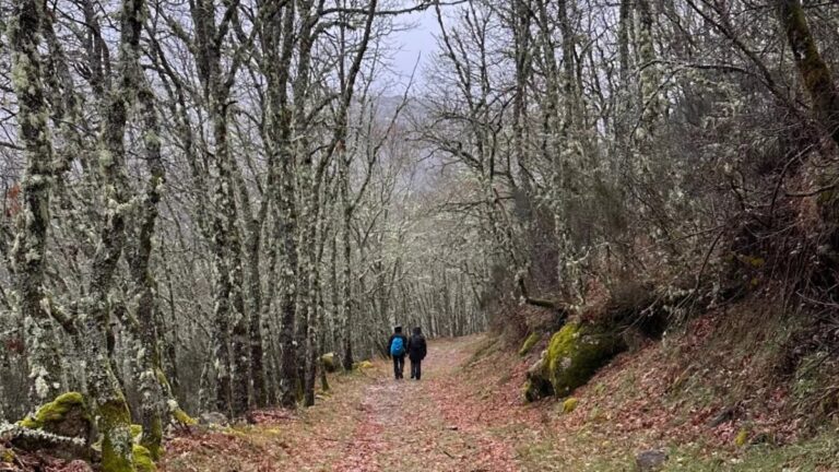 Hiking trail through an oak forest near Pitões das Júnias