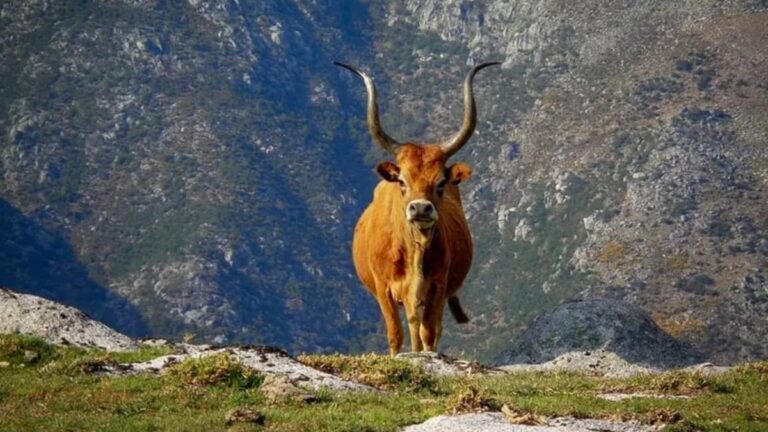 Native long-horned cow in the Peneda-Gerês mountains
