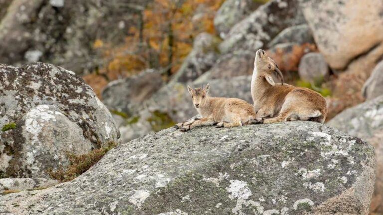 Wild goats on the rocks of the Gerês mountains